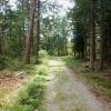 Weg im Wald