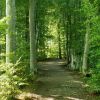 Weg im Wald