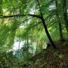 Weiher im Herbst