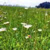Blumenwiese
