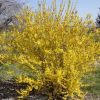 Forsythie