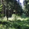 Wald