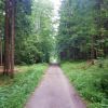 Weg im Wald