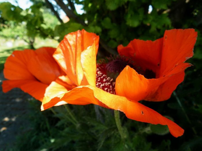 Mohn