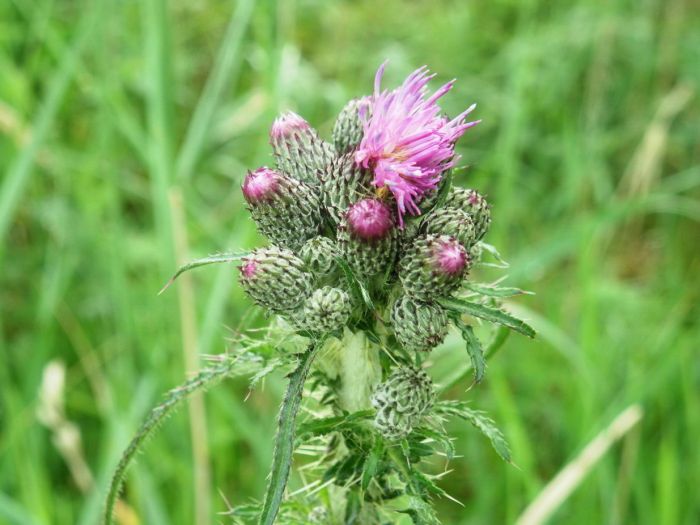 Distel