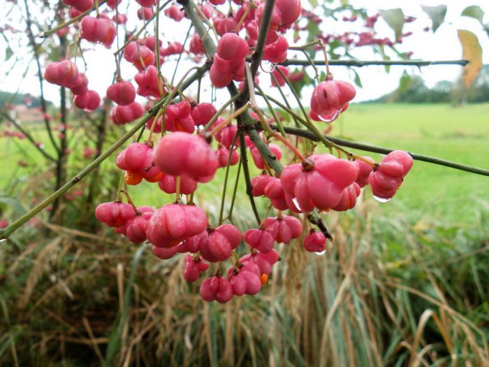 Blüten mit Regentropfen