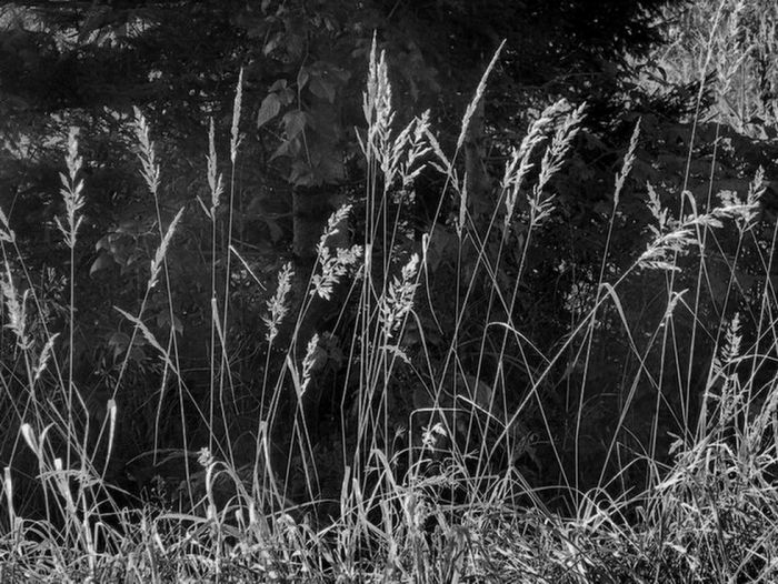 Gräser am Wegesrand