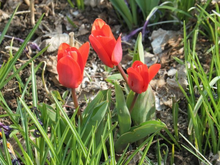 Tulpen