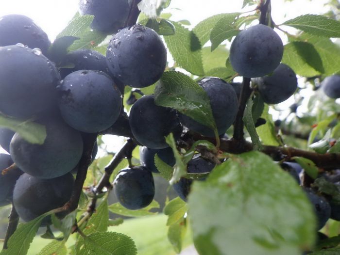 Schlehen mit Regentropfen