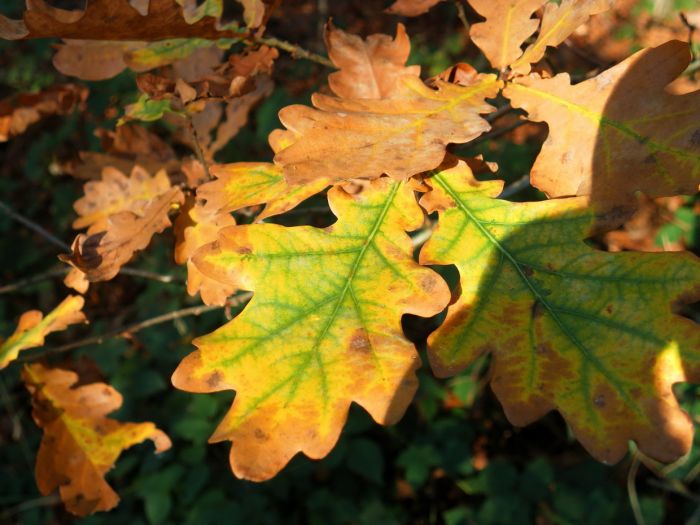 Laubfärbung im November