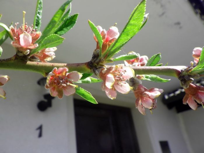 Zweig vom Pfirsichbaum