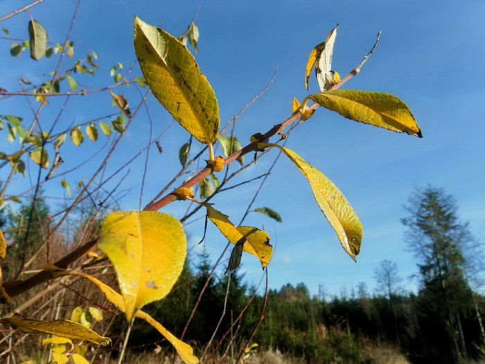 Blätter im November