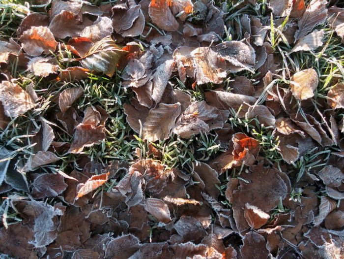 Laubteppich mit Raureif