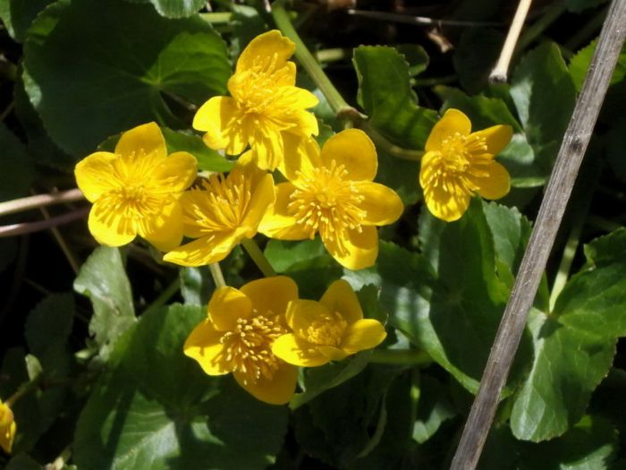 Sumpf - Dotterblumen