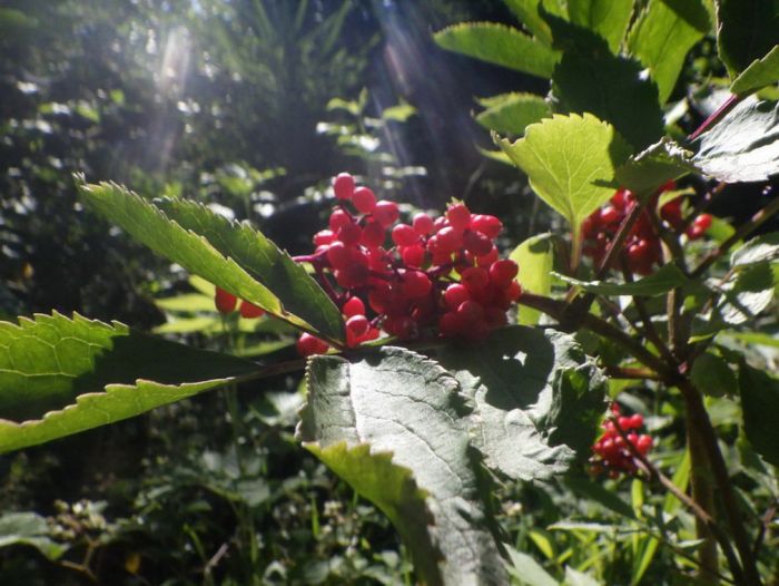 Beeren im Licht