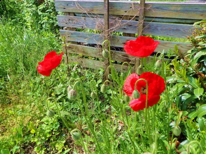 Mohn