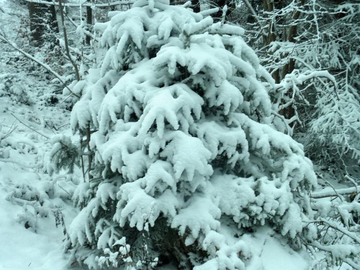 Schnee am ersten Dezember