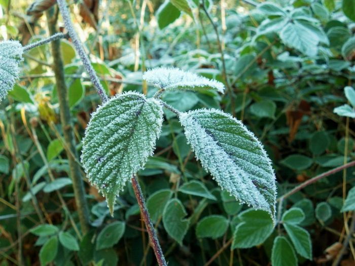 Blätter mit Raureif