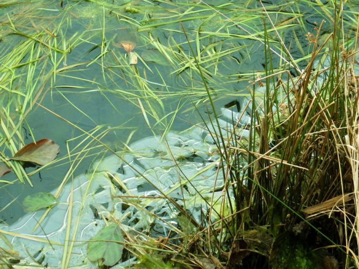 Eisbildung im Wasser