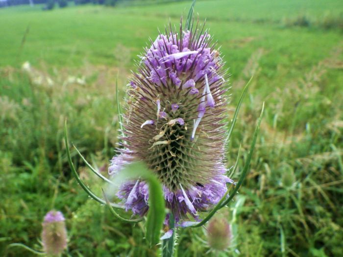 Distel