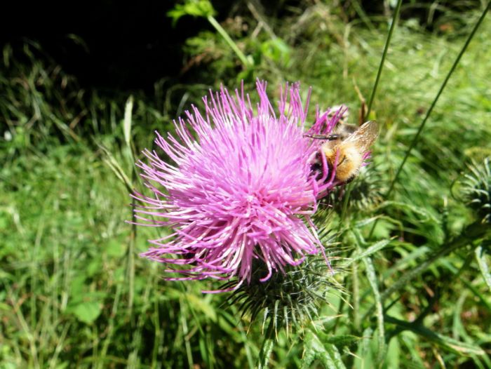 Distel mit Hummel