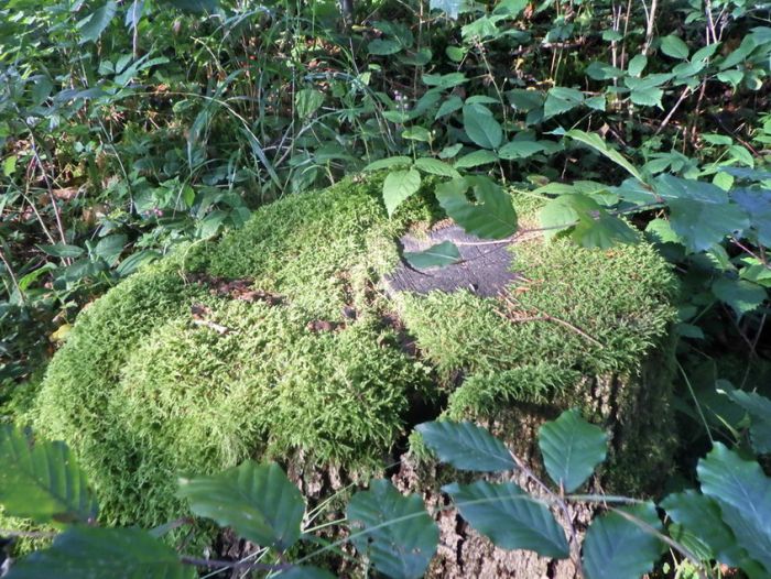 Baumstumpf mit Moos