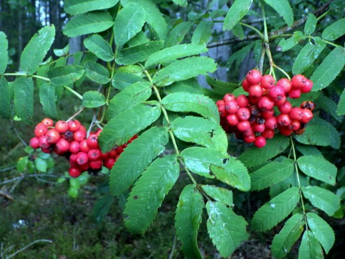 Eberesche - Vogelbeere