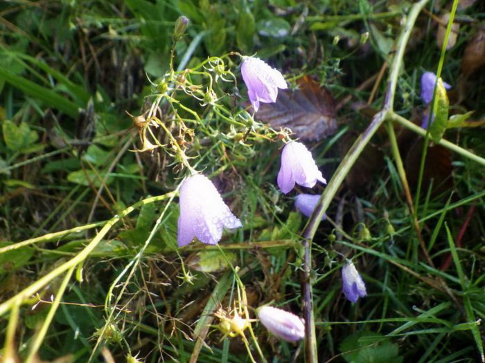 Glockenblumen mit Morgentau