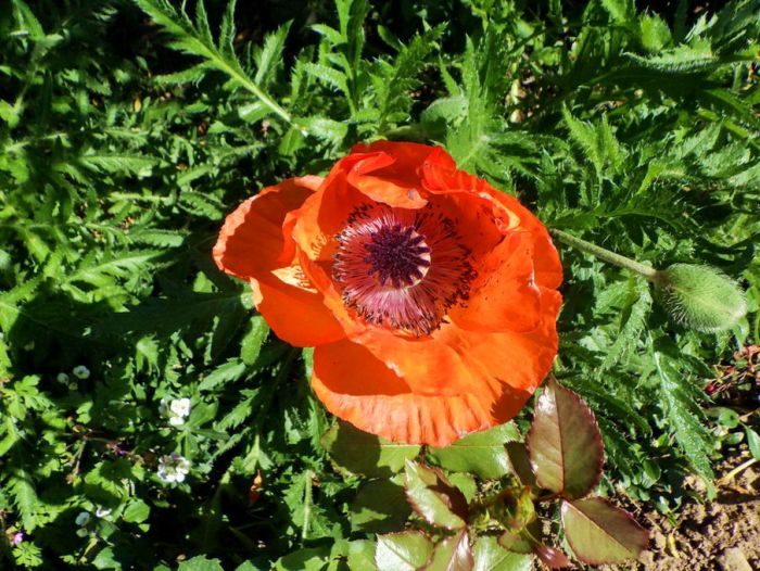 Mohn