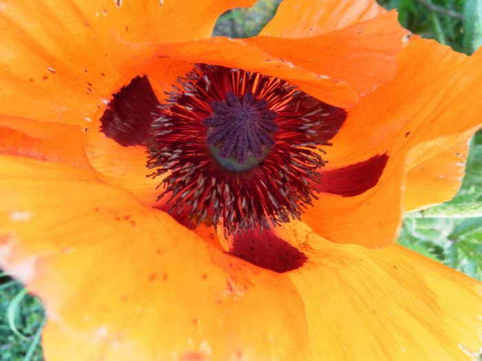 Mohn