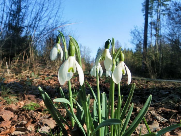 Schneeglöckchen im Wald