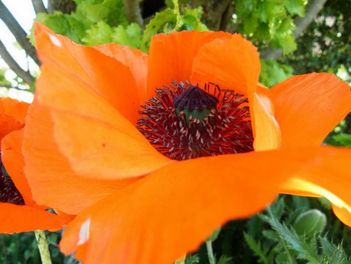 Mohn