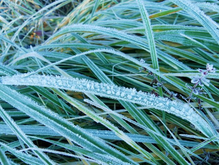Gras mit Raureif
