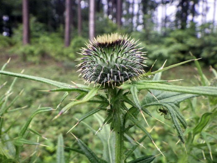 Distel