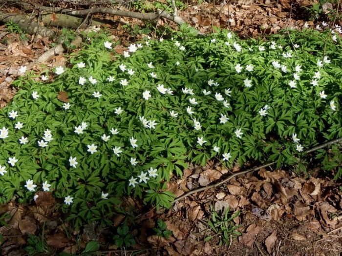Frühlingsblüher im Wald