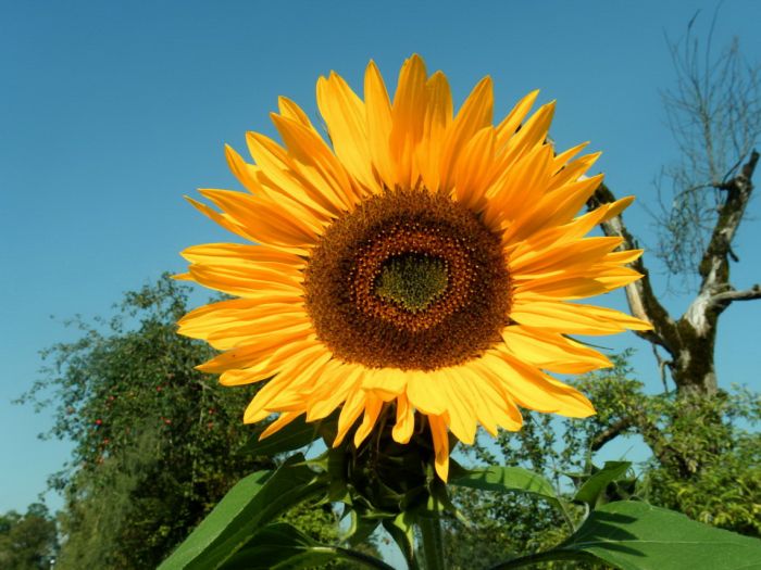 Sonnenblume