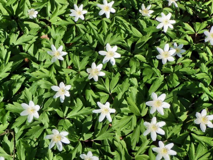 Frühblüher im Wald