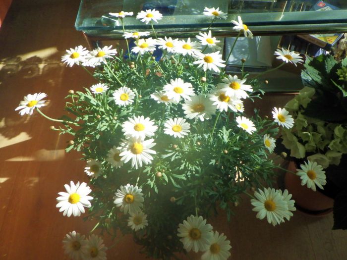 Blumen im April