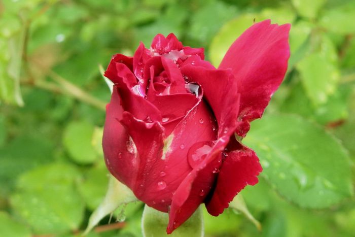 Rose nach Regen