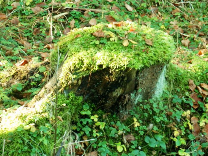 bemooster Baumstumpf