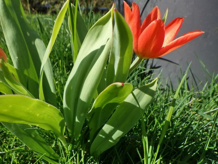 Tulpe