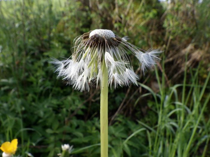 Pusteblume