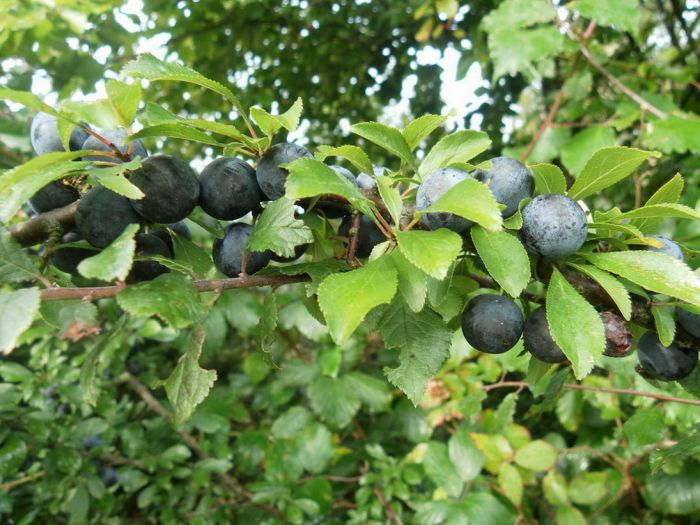 Schlehen  im Oktober