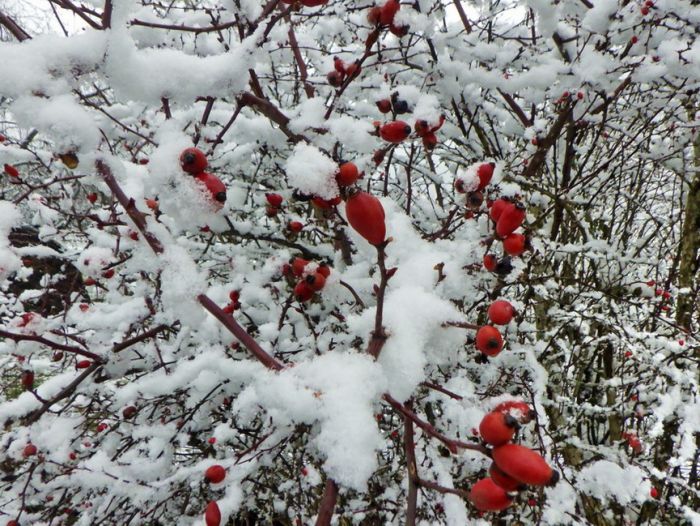 Hagebutten und  Schnee