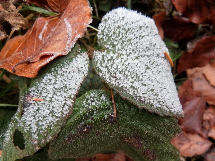 Blätter mit Raureif