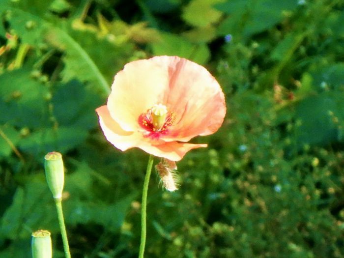 Mohn im September