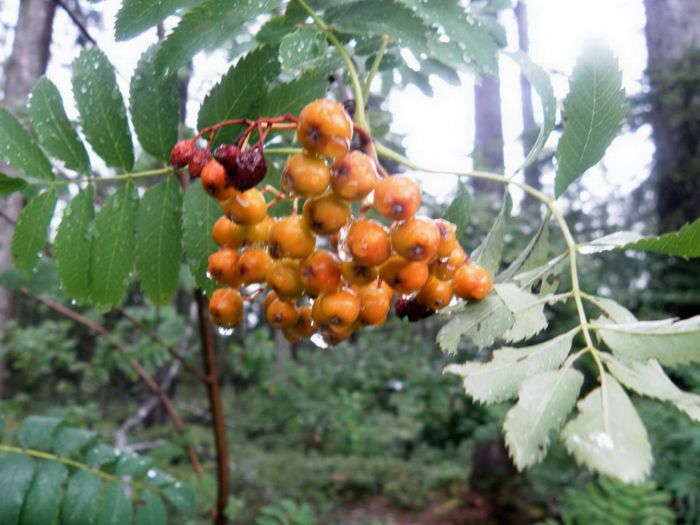 Regentropfen an Beeren