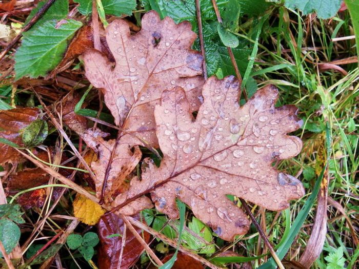 Blätter mit Regentropfen