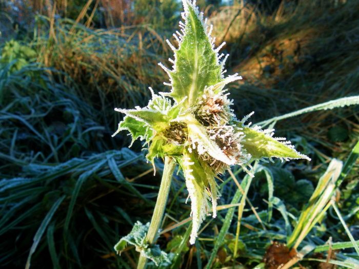 Distel mit Raureif