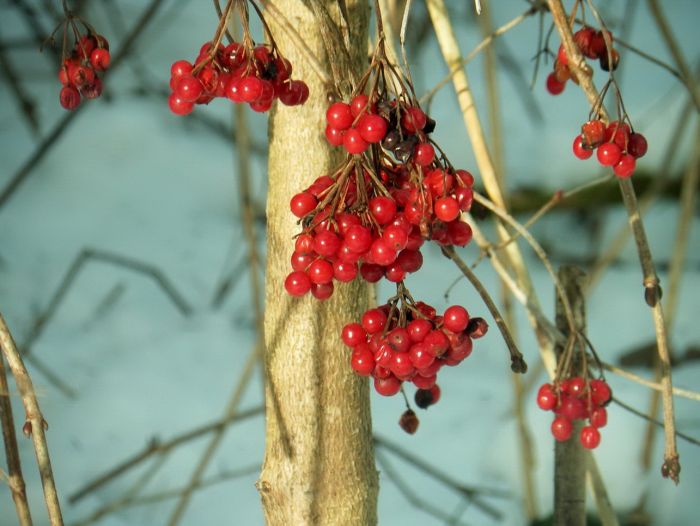 Beeren im Winter